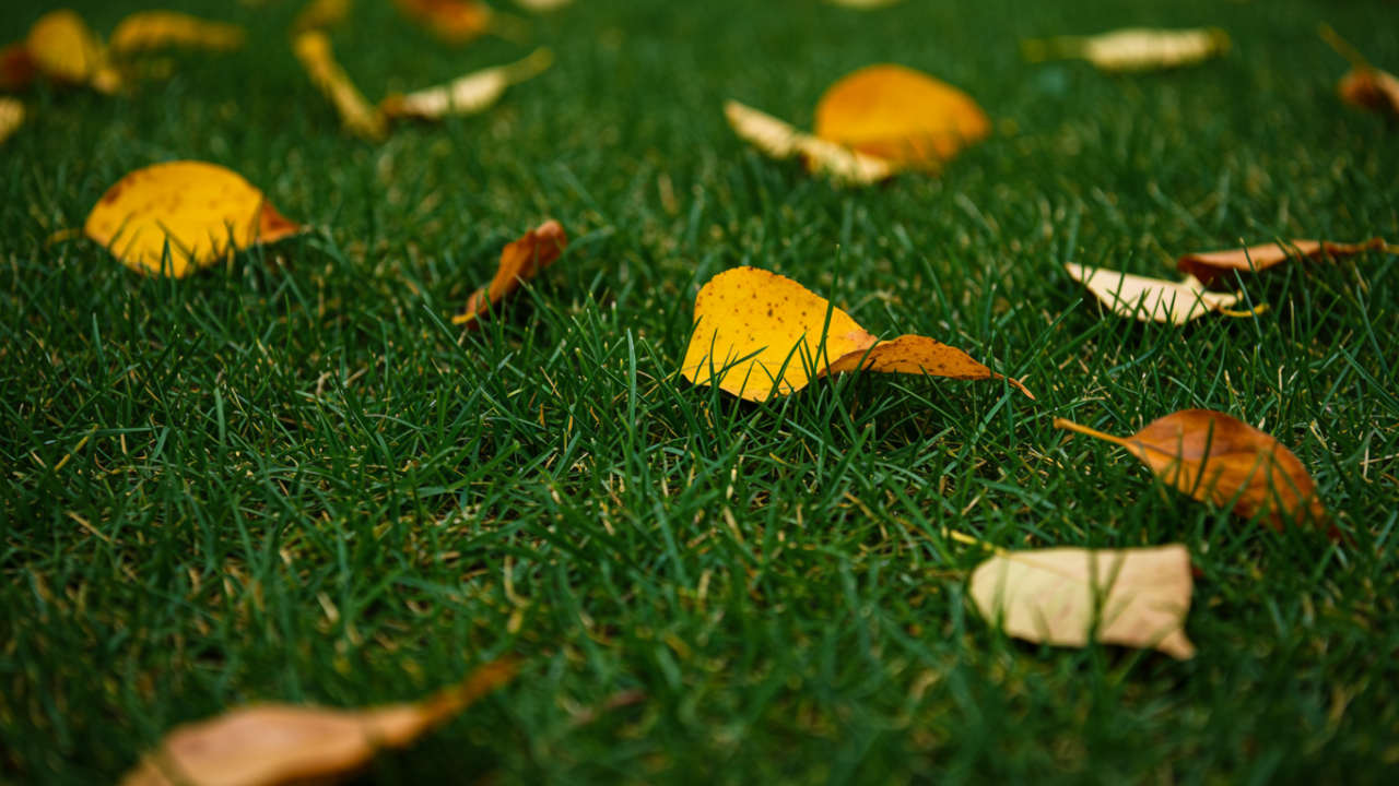 Green grass with fallen autumn leaves indicating the best time to overseed cool-season lawns.