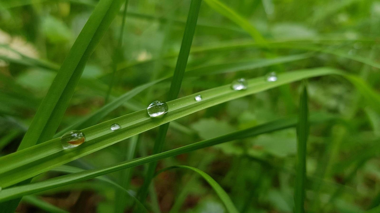 Brins d’herbe avec des gouttelettes d’eau après l’arrosage automatique pelouse