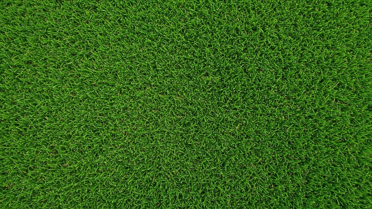 Bright green with slightly hairy leaves