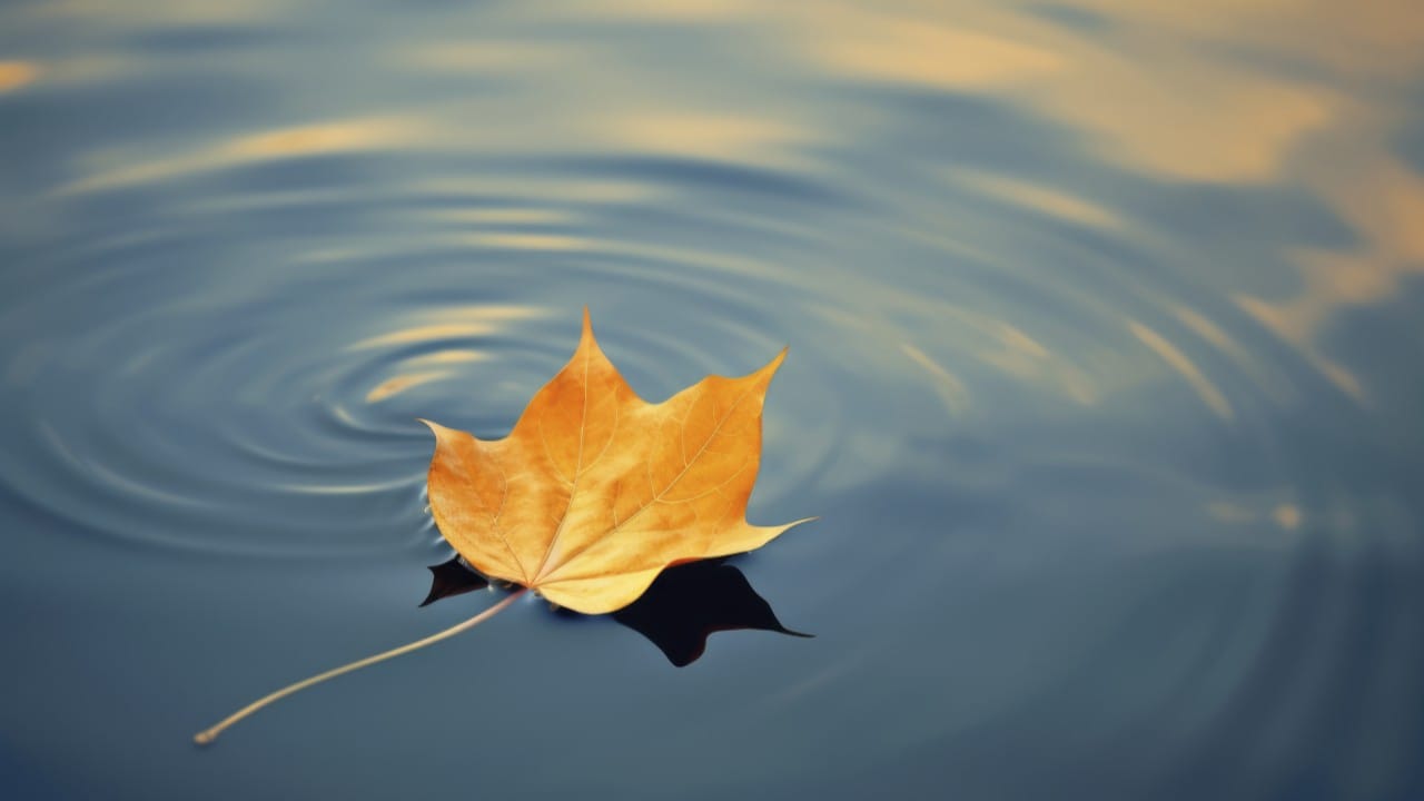 Wind blowing leaves and debris into a backyard swimming pool illustrating how windy weather affects pool cleanliness.