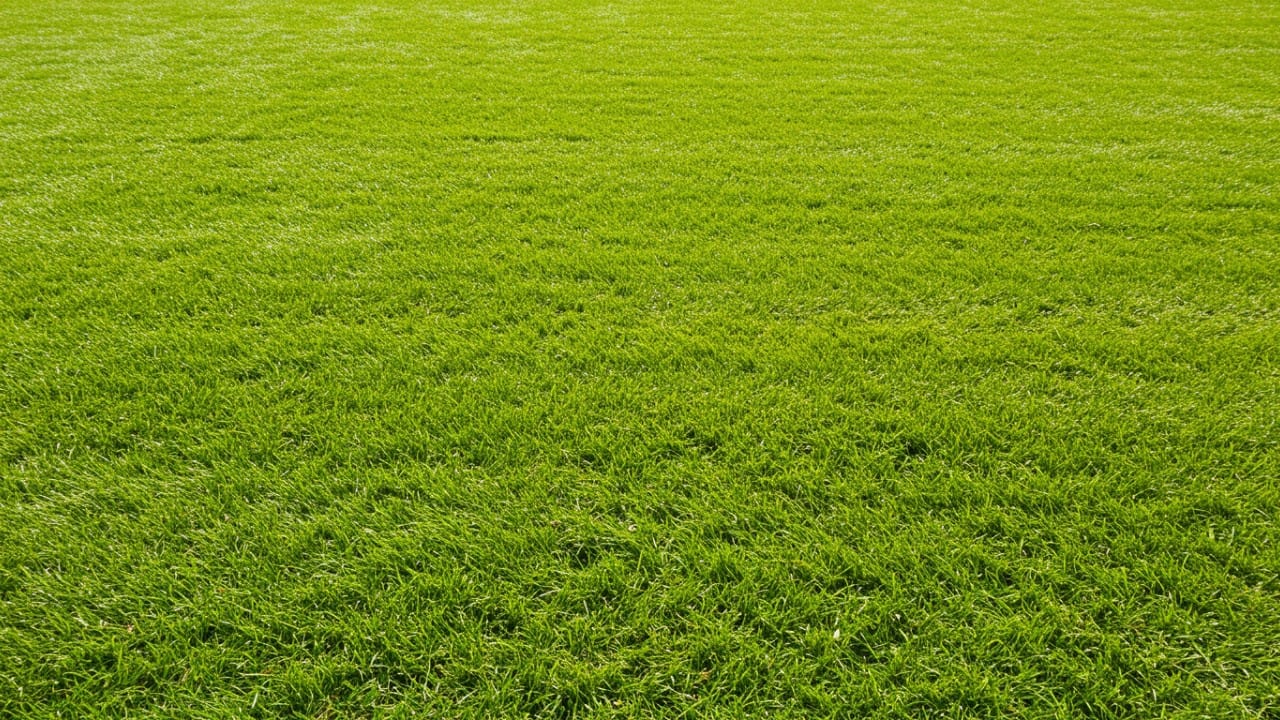 A completely dry and thick green lawn on a sunny day provides the optimal conditions for effective weed prevention and treatment.