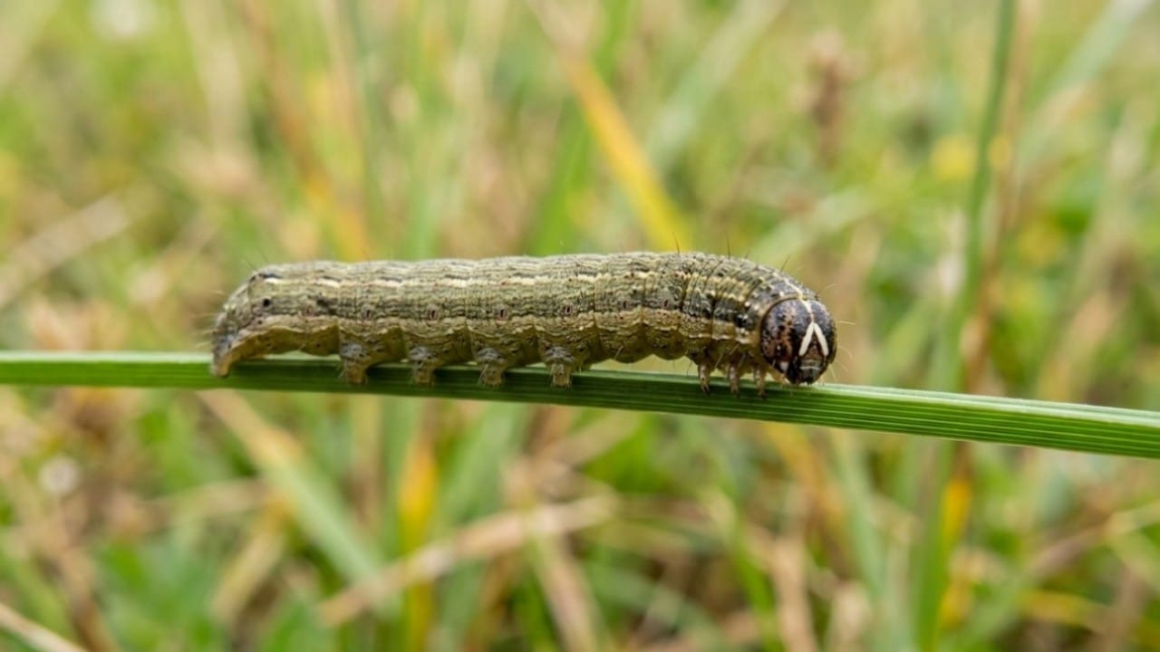 A close-up of a fall armyworm caterpillar on a grass blade showing the distinct inverted Y mark on its head.