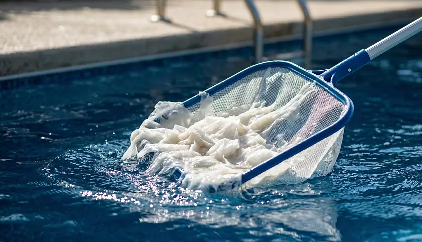 Using a pool skimmer net to remove clumps of slimy white water mold biofilm from the blue pool surface.