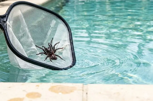 Swimming pool, a long-handled skimmer net scooping up a funnel-web spider.