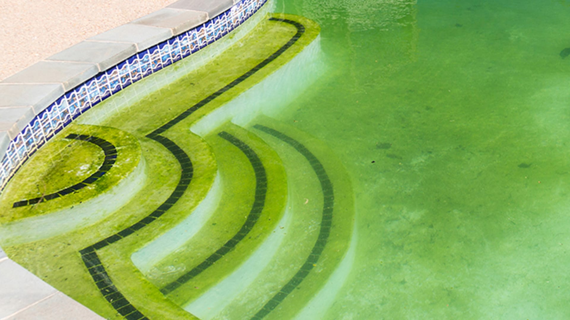 Black Algae in Pool