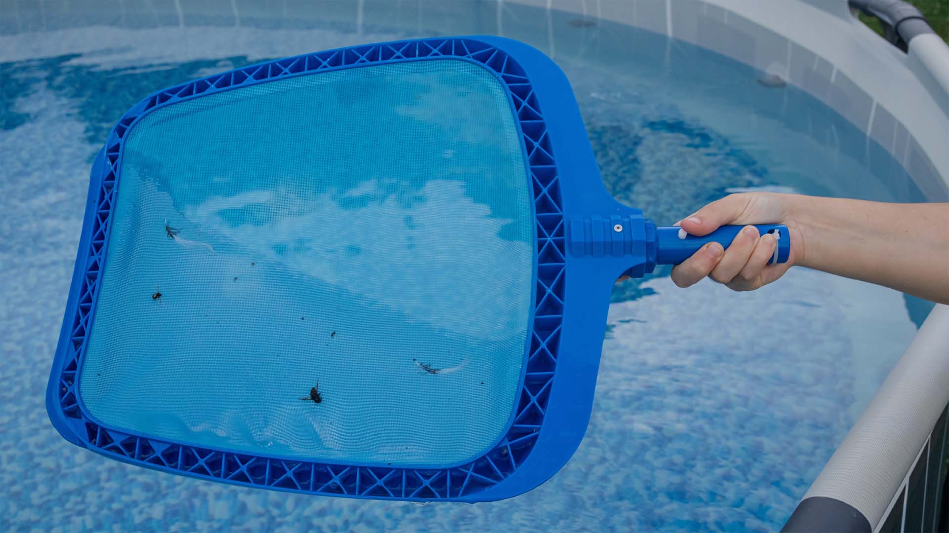 A hand holds a blue skimmer net removing water bugs and debris from an above-ground swimming pool.