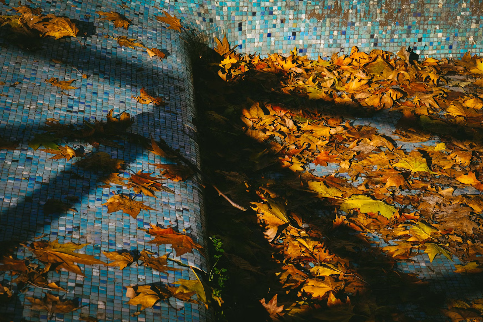 Herbstblätter auf einem Pool