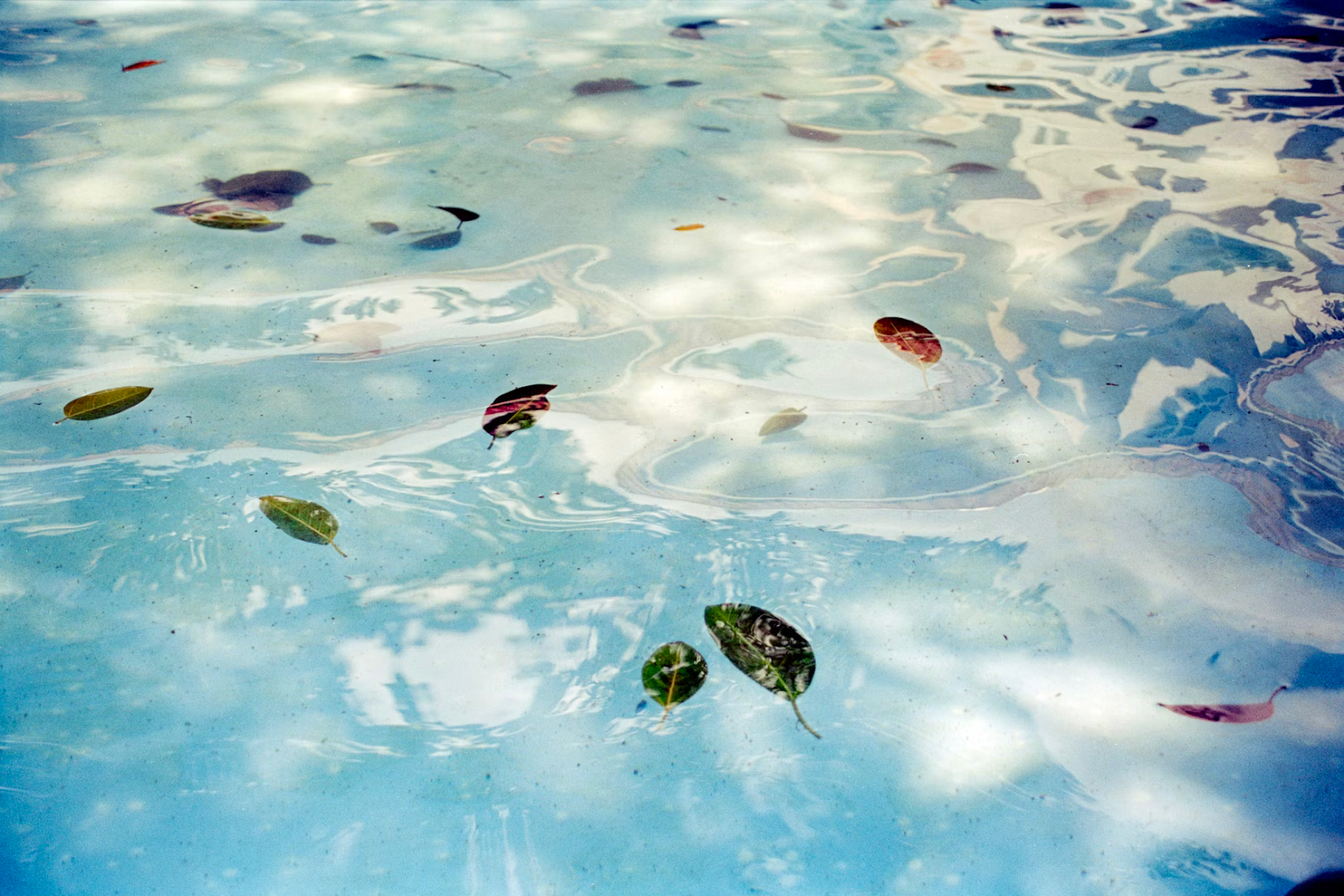 Leaves floating on the surface of clear pool water