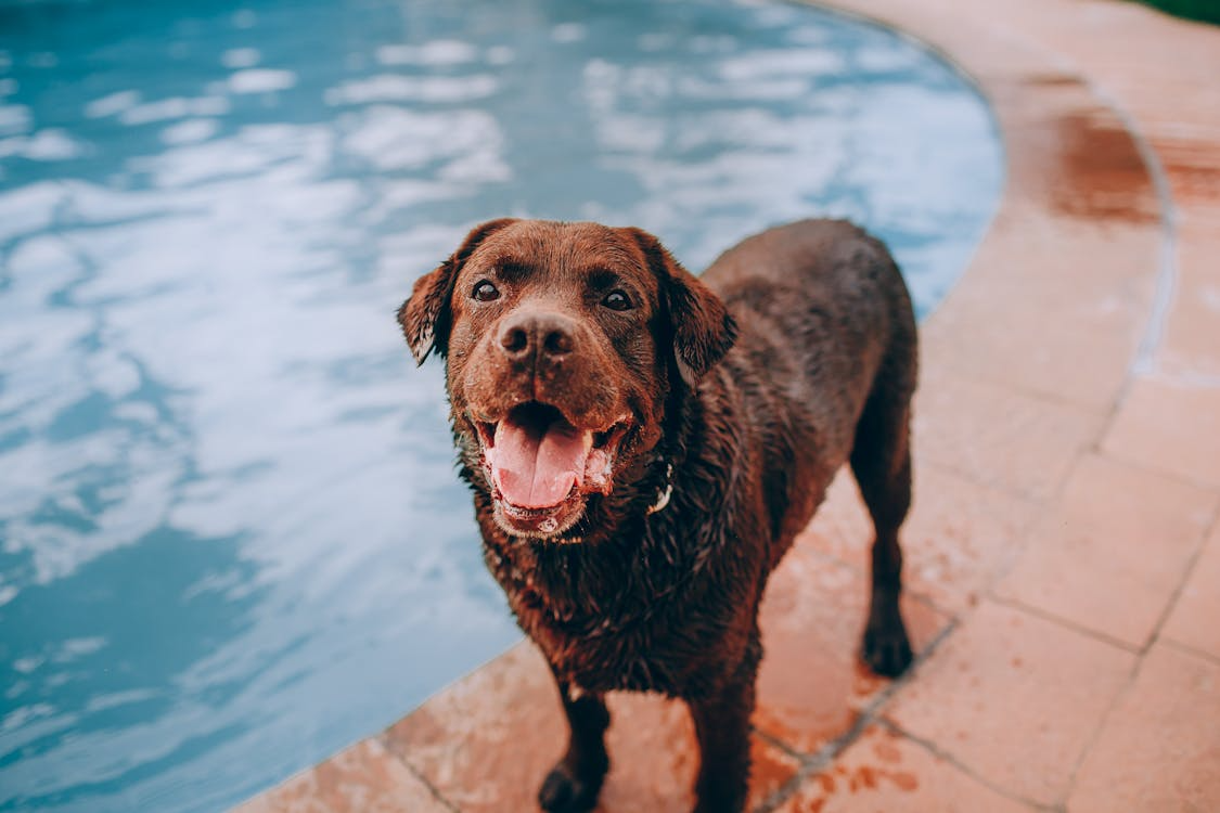 Chien de compagnie à la piscine