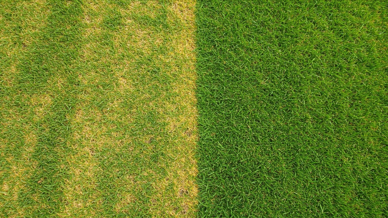A split view showing yellow streaks of fertilizer burn on grass next to a healthy recovering green lawn.