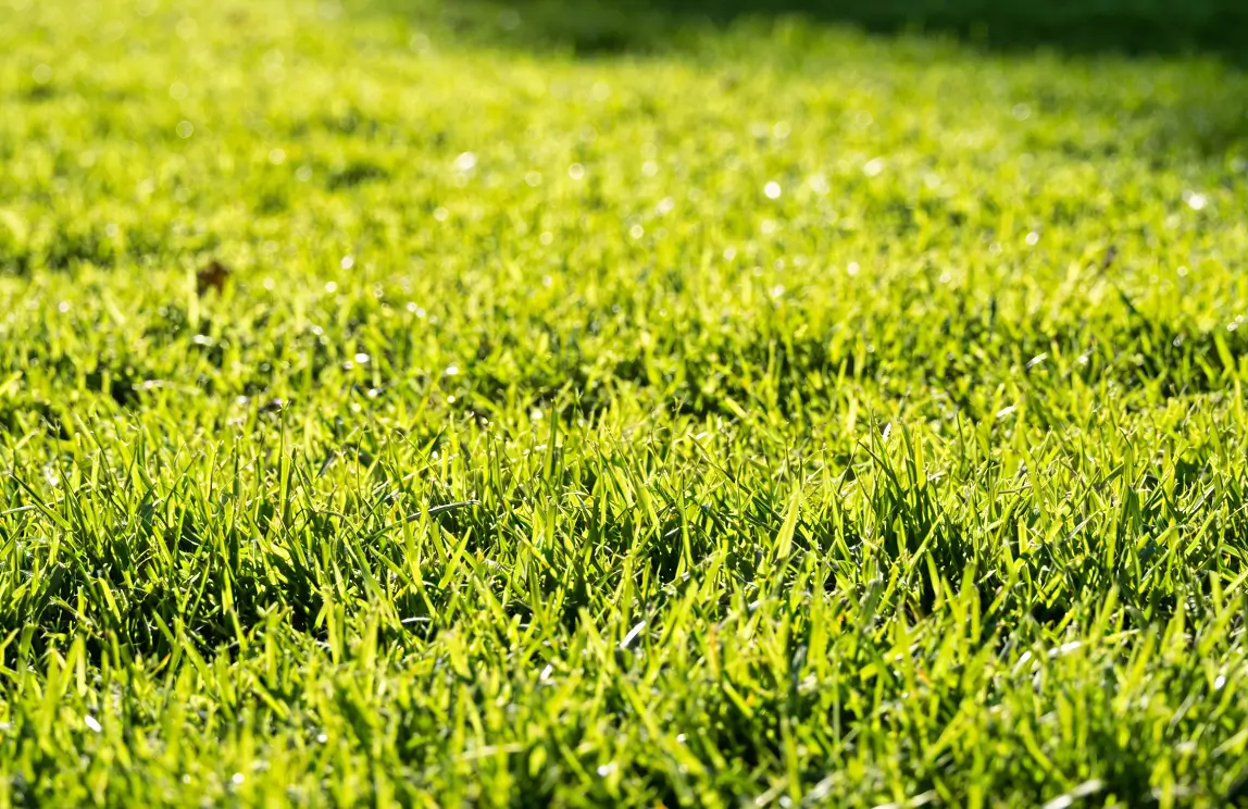 A vibrant, lush green lawn achieved through effective fertigation, showcasing thick, healthy grass under sunny conditions.