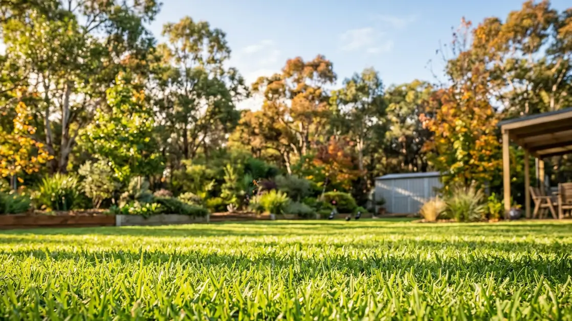 A lush green lawn in an Australian backyard during autumn, representing the goal of seasonal grass care.