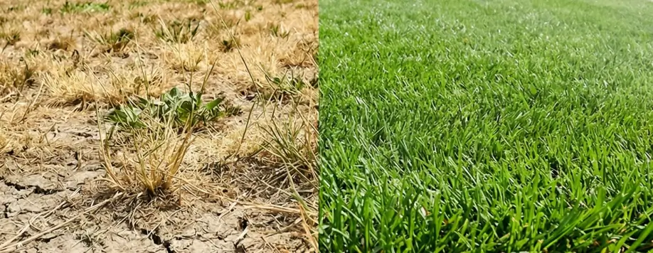 Split image showing dry cracked soil with yellow grass on the left versus healthy green lawn with good soil moisture retention on the right.