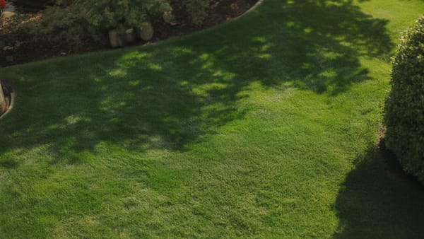 Vibrant emerald green lawn with healthy grass under bright summer sun