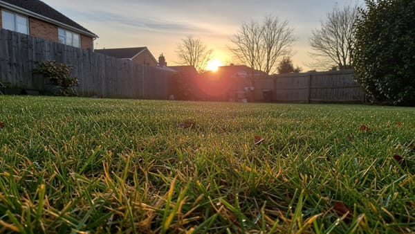 A close-up of morning dew on damaged grass blades contrasting with a healthy green lawn.
