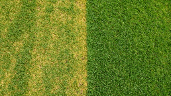 A split view showing yellow streaks of fertilizer burn on grass next to a healthy recovering green lawn.