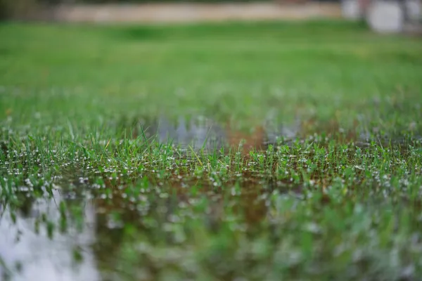 Standing water puddles on a lawn due to overwatering, indicating potential root suffocation and rot.