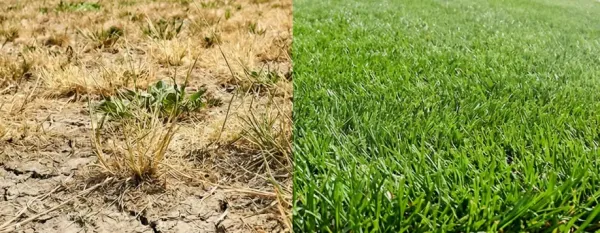 Split image showing dry cracked soil with yellow grass on the left versus healthy green lawn with good soil moisture retention on the right.